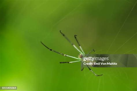 Spider Spinnerets Photos And Premium High Res Pictures Getty Images