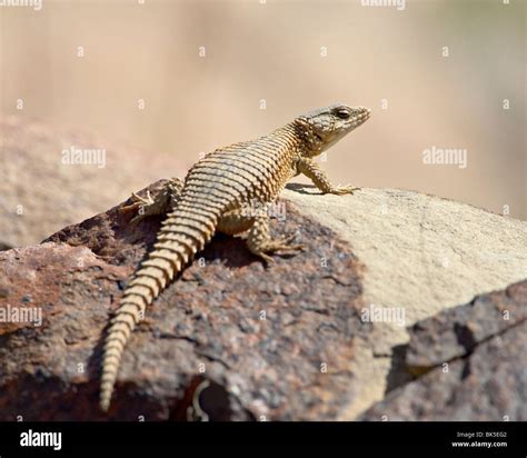 Karoo Girdled Lizard Cordylus Polyzonus Mountain Zebra National Park