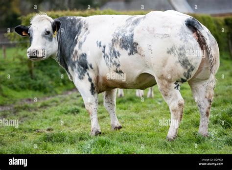British Blue Beef Cow In Field Showing Double Muscle At Its Rear End