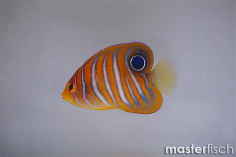 Regal Angelfish - Pygoplites Diacanthus | MasterFisch