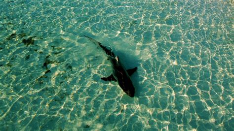 Buscan A Turista Alemana Desaparece Tras Ataque De Tibur N En Bahamas N