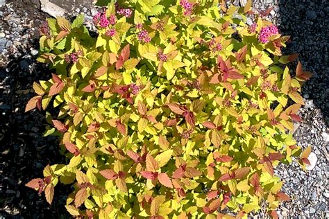 Spirea Japonica Rainbow Fizz