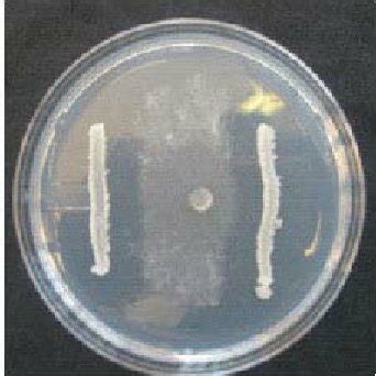 Inhibition Of Sclerotial Germination Of R Solani By Bacillus Subtilis