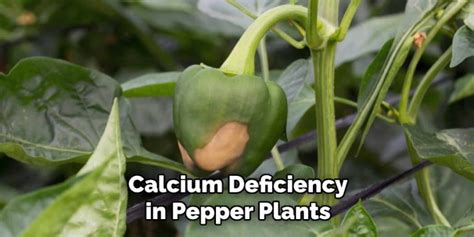 How To Fix Calcium Deficiency In Pepper Plants 6 Easy Guides