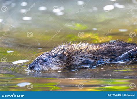 Muskrat Swimming in a River Stock Photo - Image of silhouette, grass: 277840498