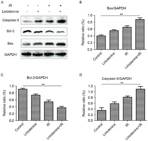 Expression Of Markers Of Apoptosis Evaluated By Western Blot Analysis