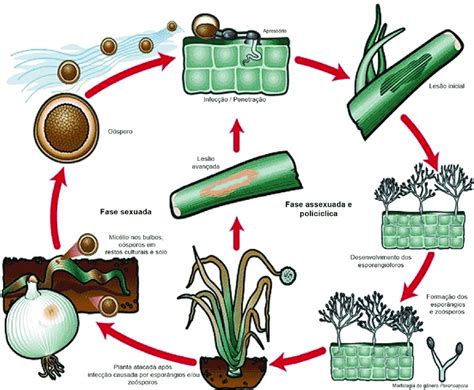 Esquema Simplificado Do Ciclo De Vida De Peronospora Destructor Agente