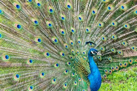 Ci Rrese Encima Del Pavo Real Masculino Con Las Plumas Completamente