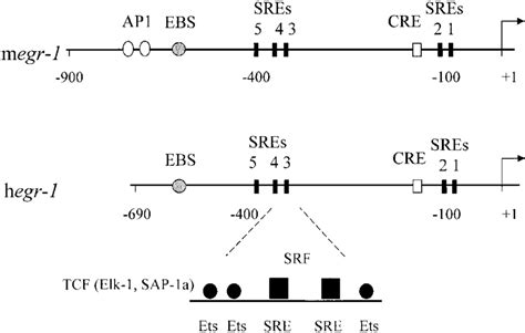 Flanking Sequence Of The Mouse And Human Egr Promoters Sequences