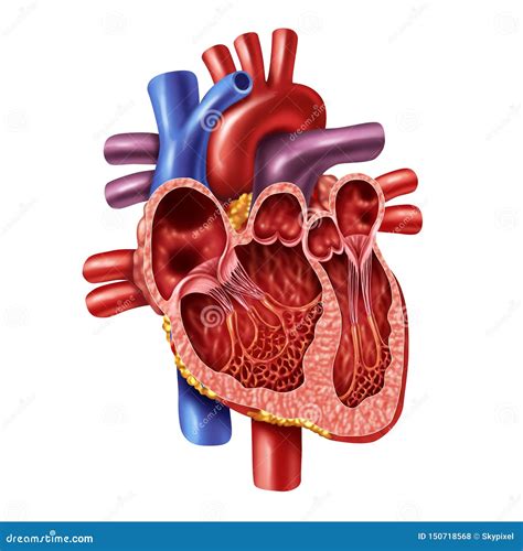 Anatomia Do Coração Desenho - BRAINCP