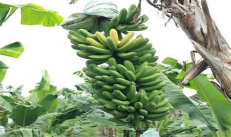 Pohon Pisang Taksonomi Manfaat Dan Jenis Pisang Off