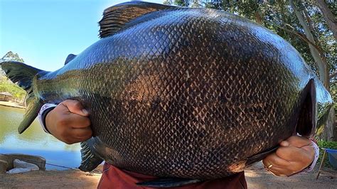 Pescaria De Peixe Grande Na Antena Num Lago Pouco Conhecido Do Maeda