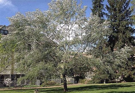 Trysting Tree Oregon Travel Information Council