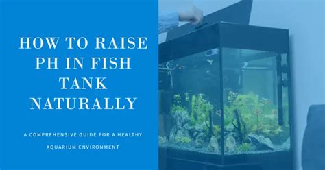 How To Raise Ph In Fish Tank Naturally A Comprehensive Guide