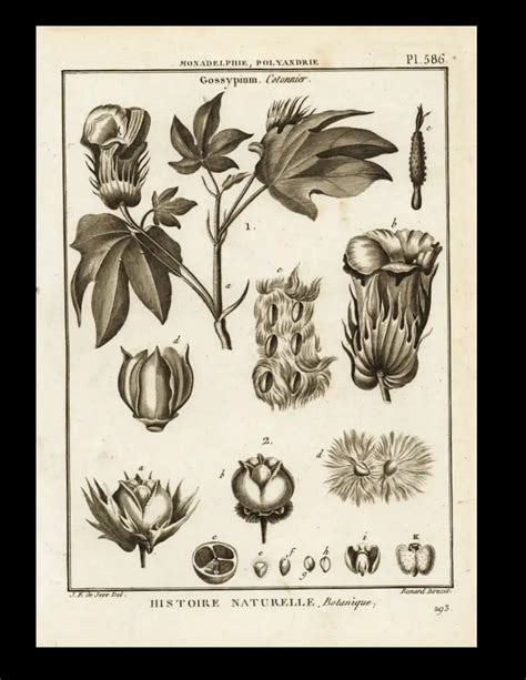 Original Natural History Botanical Engraving Plants Herbs Circa S