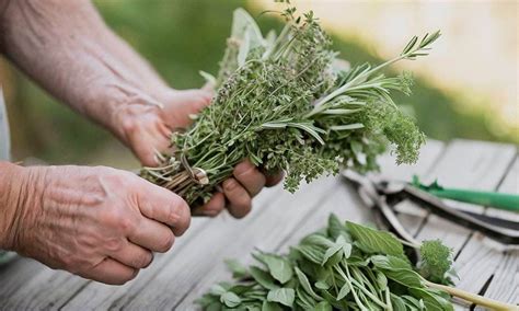 How To Harvest And Store Your Garden Herbs Moonbasil Cooking