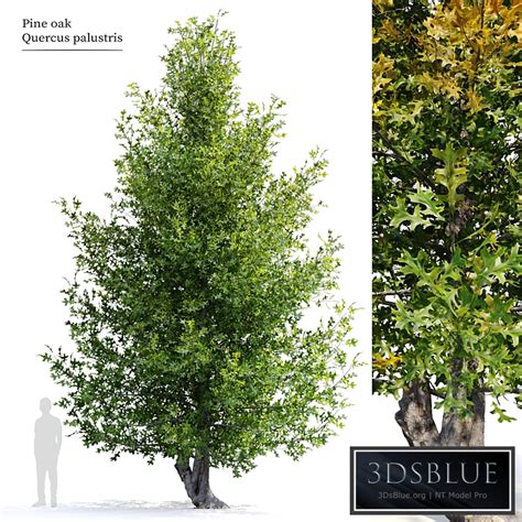 Pine Oak Tree