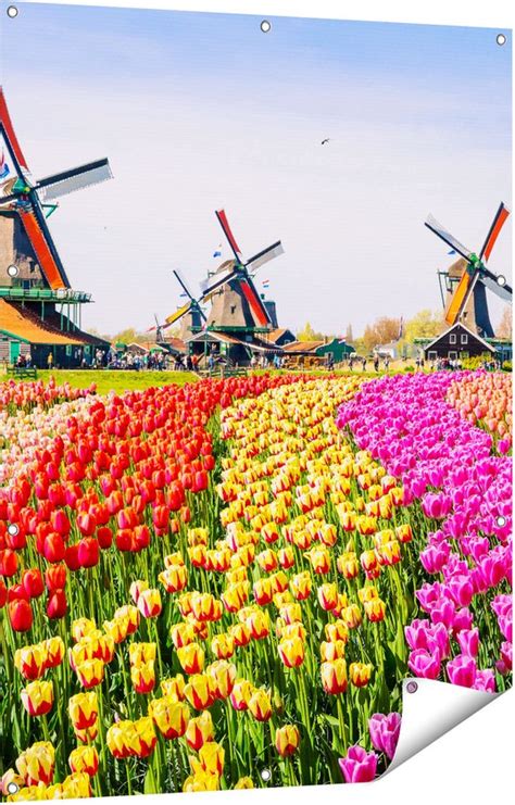 Gards Tuinposter Kleurrijke Tulpen Bloemenveld Windmolen X Cm