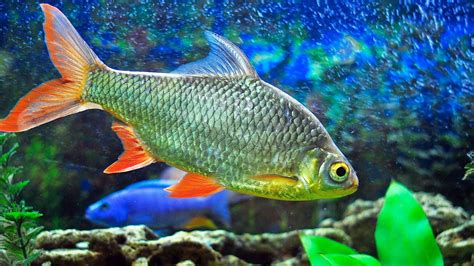 Fish Wallpaper And Screensavers 58 Images