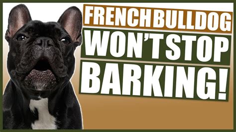 How To Stop Your French Bulldog Barking Youtube