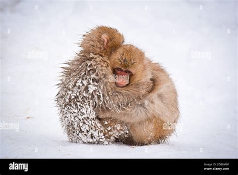 two brown cute baby snow monkeys hugging and sheltering each other from ...