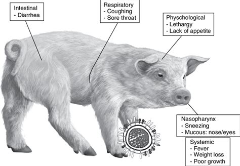 15 Main Symptoms Of Swine Influenza In Swine Download Scientific Diagram