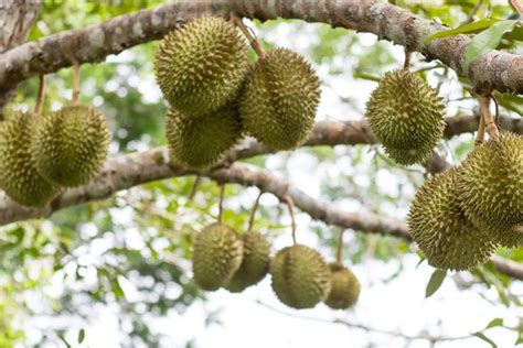 Rahasia Cara Menanam Durian Dari Biji Agar Cepat Berbuah Meski Tanaman