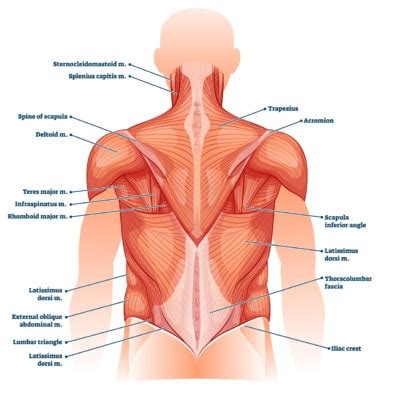 your back problem may be destroying back muscles