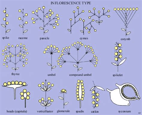 Inflorescence and its Types - Forestrypedia