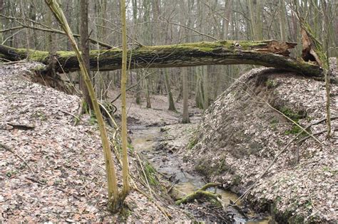 Kraina Wędrujących Wysp Brwileński rezerwat