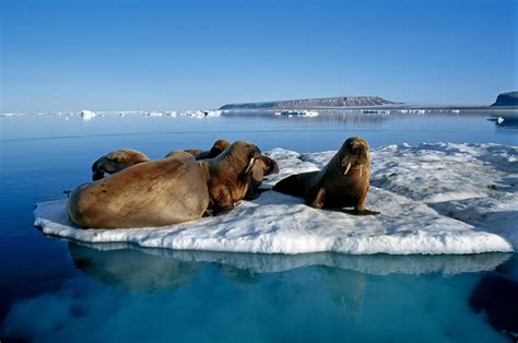 Wildlife In Greenland Seals Visit Greenland