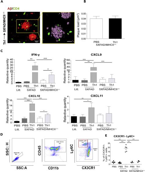 CD4 T Cells Induce A Subset Of MHCII Expressing Microglia That