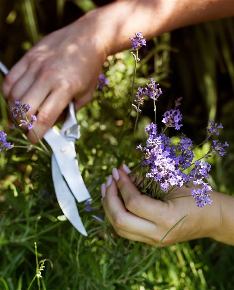 Lavendel Snoeien Hoe Welk Deel En Wanneer Vtwonen