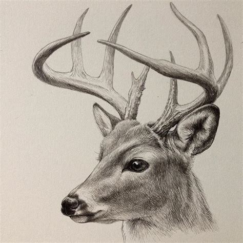 Deer Picture Drawing At Getdrawings Free Download