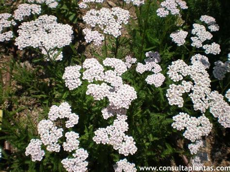 Achillea Millefolium Milenrama O Aquilea Cuidados