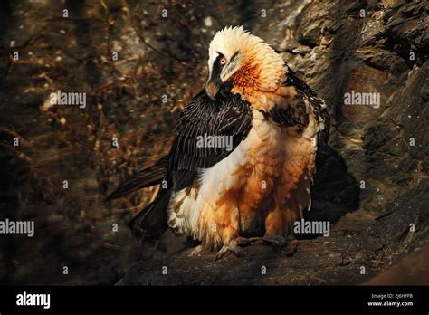 Bearded Vulture Gypaetus Barbatus In Stone Habitat Spain Stock Photo