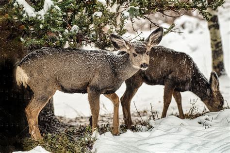 Cerf Faon Neige Photo Gratuite Sur Pixabay Pixabay