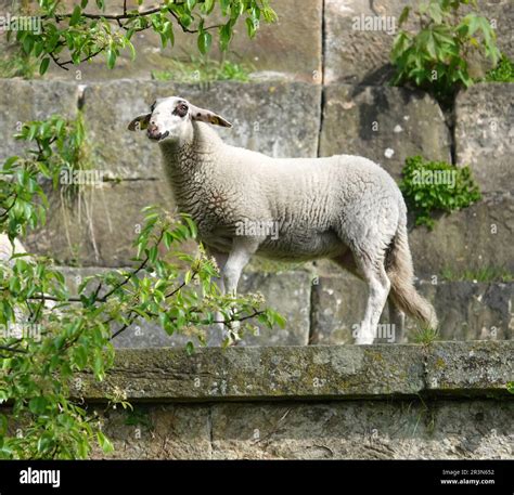 A Young Sheep Walks Over The Castle Wall In Bad Bentheim The Breed Of