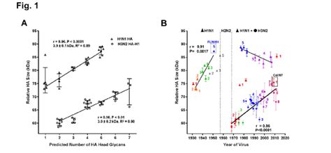 Quantitative Survey Of Glycan Evolution In Iav A Relative Ha Size