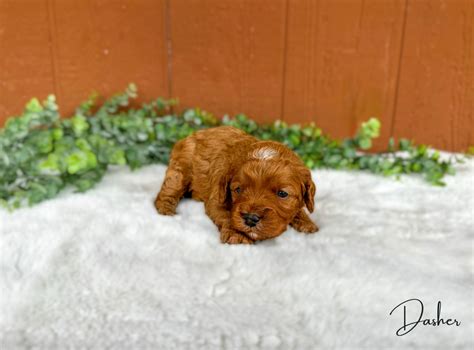 Cavapoos And Australian Cavoodles For Sale Doodles Of Oz