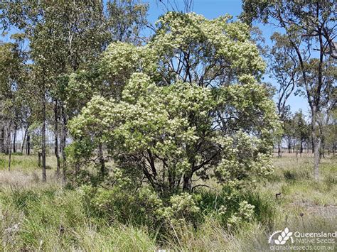 Eremophila mitchellii "False Sandalwood" - Plant Profiles - Queensland ...