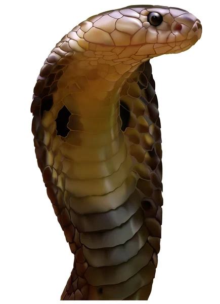 King Cobra Vector Art Stock Images Depositphotos