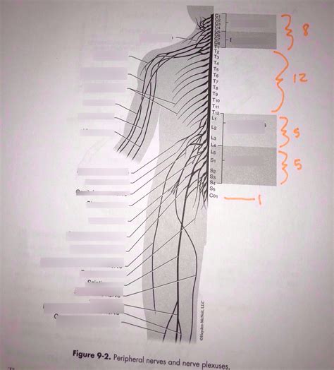 Peripheral Nerves And Nerve Plexus Diagram Diagram Quizlet