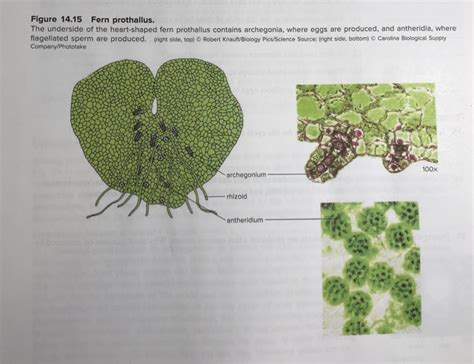 Solved Figure 14.15 Fern prothallus. The underside of the | Chegg.com