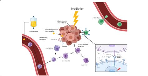 Schematic View Of Synergistic Interactions Of Chemo Radio And