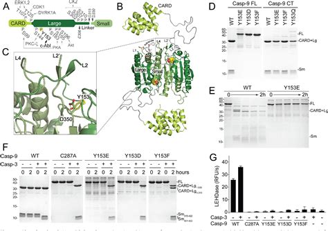 Figure From Active Siteadjacent Phosphorylation At Tyr By C Abl