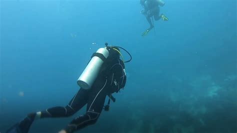 Manta Ray Barbados Scuba Diving Youtube