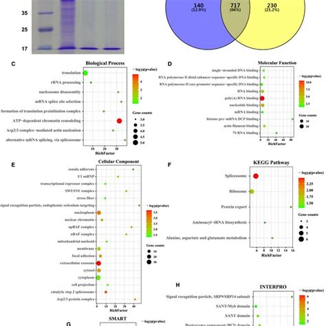 Identified Proteins By RNA Pulldown And Their Bioinformatics Analysis