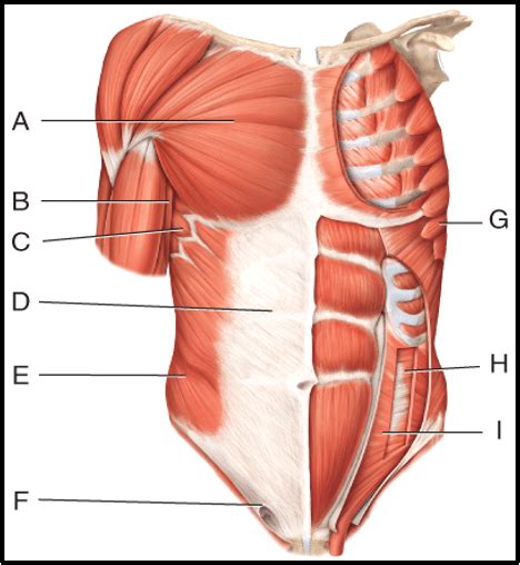 Chapter 11 Muscular System Figure 3 Diagram Quizlet