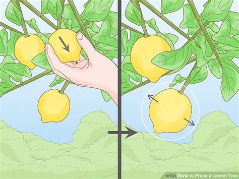 The Best Way To Prune A Lemon Tree Wikihow